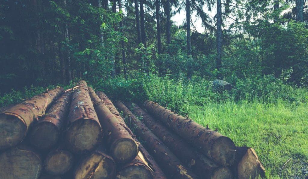 Baum richtig umschneiden
